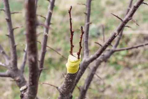 Grafting a fruit tree using the split method. Gardening work in spring Photos