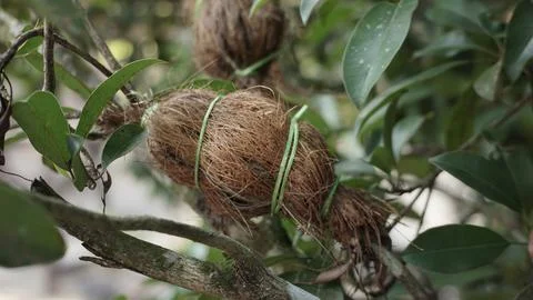 Grafting Method in Fruit Tree Cultivation Stock Photos