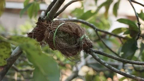 Grafting Method in Fruit Tree Cultivation Stock Photos