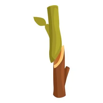 Grafting process showing scion and rootstock for plant propagation Stock Illustration