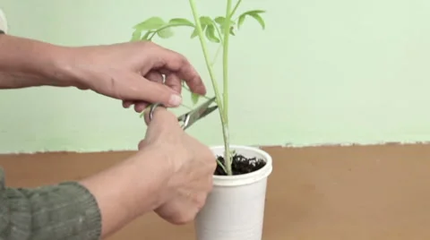 Grafting Tomato Plants Stock Footage 64529761