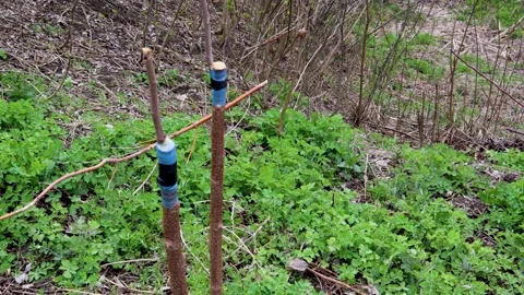 Grafting tree branch using budding method in early spring Stock Footage 306697341