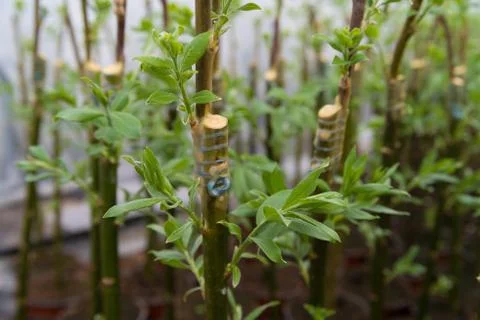 Grafting on a willow tree Stock Photos