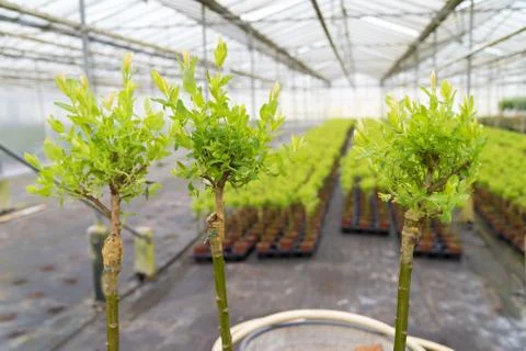 Grafting on a willow tree Stock Photos