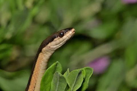 Grahams Crayfish Snake Stock Photos