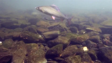 Grailing (thymallus thymallus) Äsche Stock-Footage 84005173