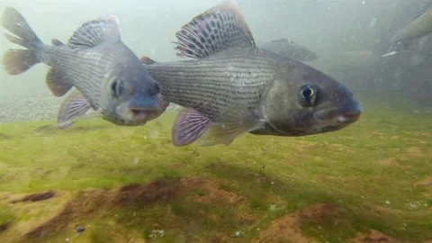 Grailing (thymallus thymallus) Stock-Footage 99110295