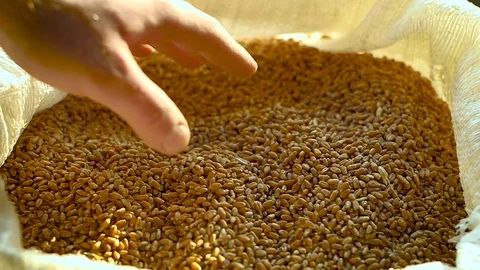 Grain of 2018 Stock Footage 88506846