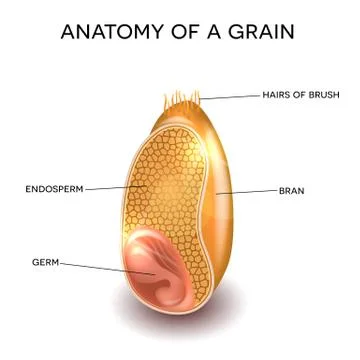 Grain anatomy Stock Illustration