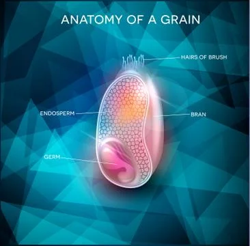 Grain anatomy on a triangle abstract background Stock Illustration