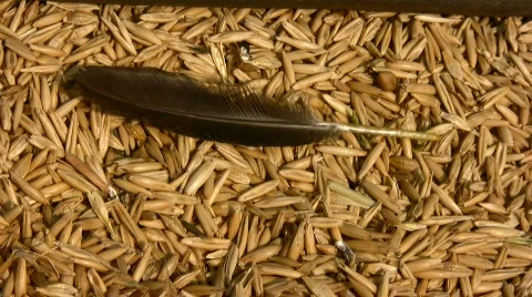 Grain and feather Stock Footage 857249
