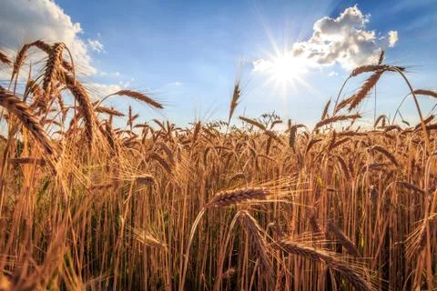 Grain and sun Stock Photos