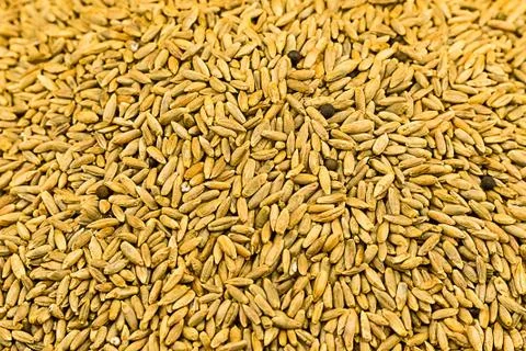 Grain background light brown long millet ingredients brewing malt bakery base Stock Photos