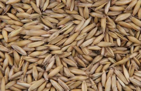 Grain Background. Stock Photos