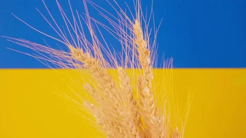 Grain on the background of the Ukrainian flag. Close-up on a round table Stock Footage 201932206