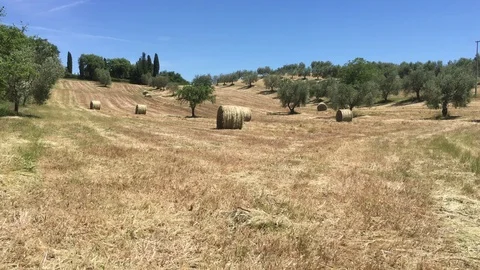 Grain bales and Olive trees in the Tuscan countryside in 4k Stock Footage 76590340