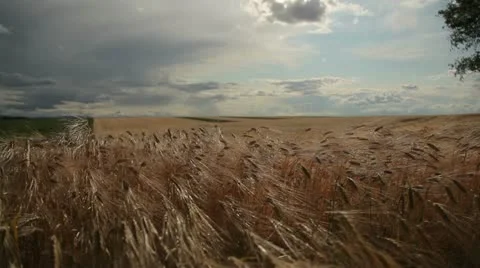 Grain - barley waving in the wind 1 Stock Footage 10880342