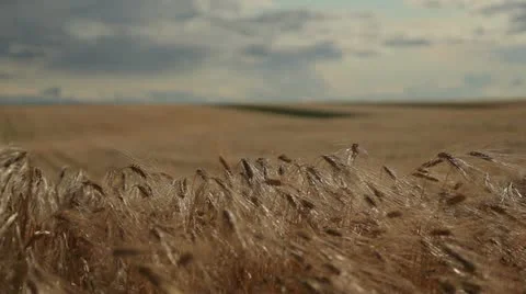 Grain - barley waving in the wind 2 Stock Footage 10880332