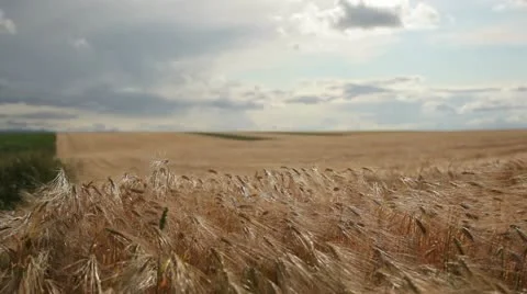 Grain - barley waving in the wind 3 Stock Footage 10880309