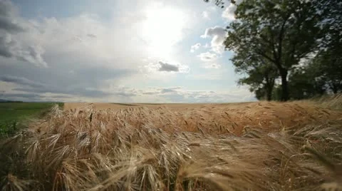 Grain - barley waving in the wind 4 Stock Footage 10880308