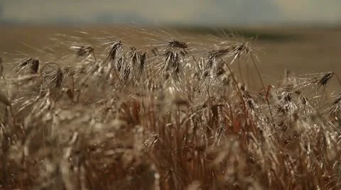 Grain - barley waving in the wind 5 Stock Footage 10879543