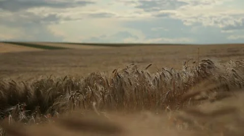Grain - barley waving in the wind 6 Stock Footage 10879542