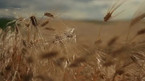 Grain - barley waving in the wind 7 Stock Footage 10879532