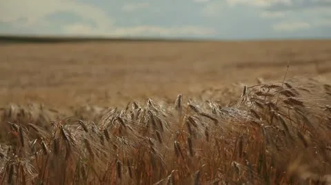 Grain - barley waving in the wind 8 Stock Footage 10879528