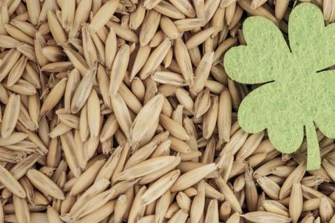 Grain basis brewing background basis copy space clover trefoil day st patrick Stock Photos
