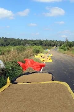 Grain being dried up on the road Stock Photos