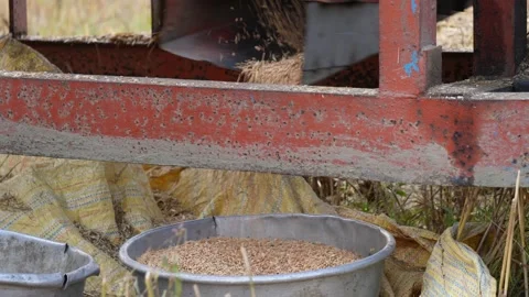 The grain being processed Stock Footage 311720384