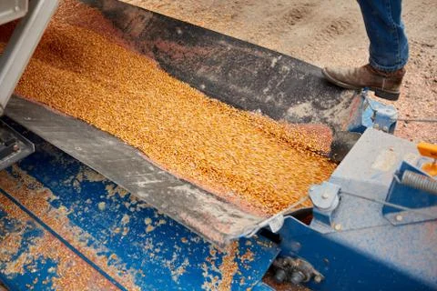 Grain being processed in machine Foto stock