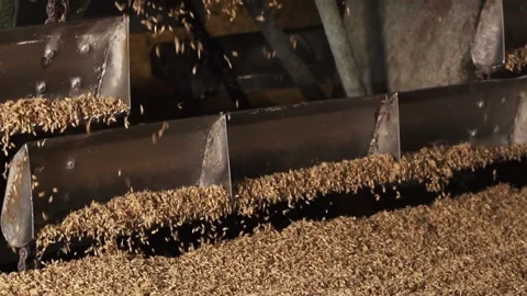 Grain bin. cleaning grain for making beer. close-up. Vídeos de archivo 159078124