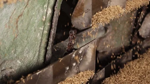 Grain bin. cleaning grain for making beer. close-up. Видео 159078260