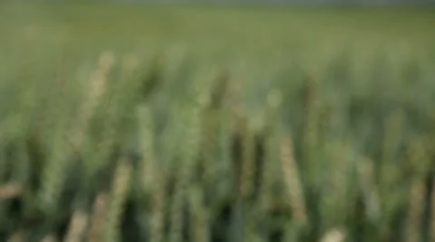 Grain blowing in the wind Stock Footage 25865070