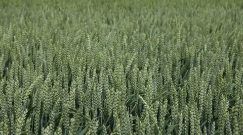 Grain blowing in the wind Stock Footage 25865225