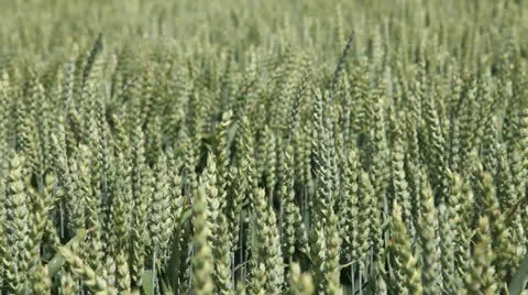 Grain blowing in the wind Stock Footage 25865265