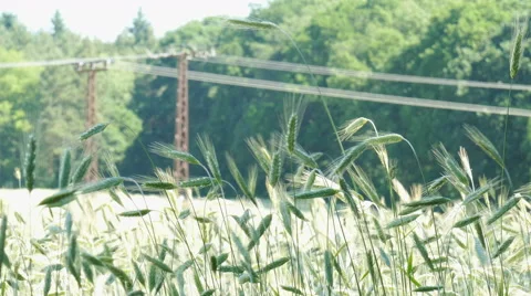 Grain is blowing in the wind Stock Footage 51782990
