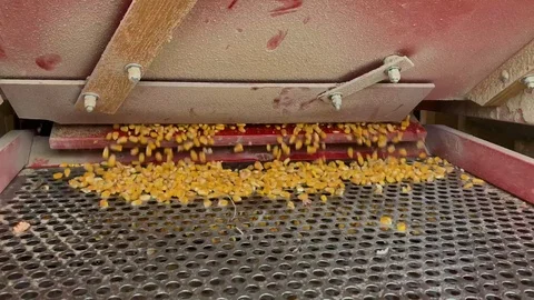 Grain Cleaner Stock Footage 115793488