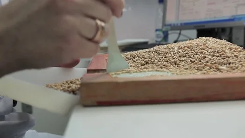 Grain cleaning, sorting grains; close-up Stock Footage 74927066