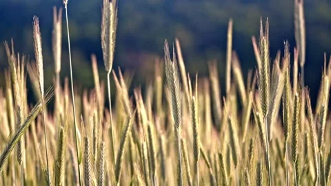 Grain Close-Up in Beautiful Light – 4K Cinematic Agricultural Footage Stock-Footage 320189169
