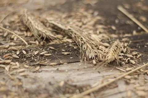Grain Up Close Stock Photos
