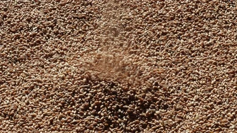 Grain close-up, the sun illuminates the golden grain. Stock Footage 214086545