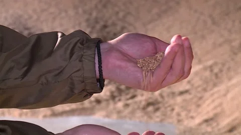Grain closeup pour in hands on background of heap of granules Video stock 131446779