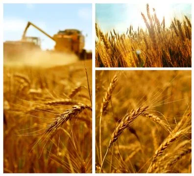 Grain collage Stock Photos