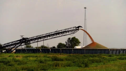 Grain conveyor pouring corn onto a ground pile, wide view Video stock 345530626