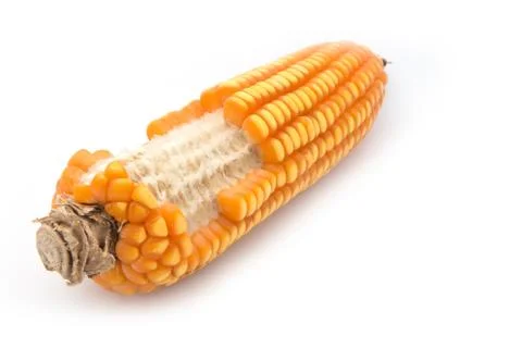 Grain corn closeup on a white background Stock Photos