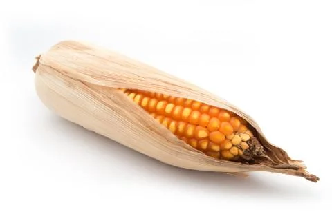 Grain corn closeup on a white background Foto stock
