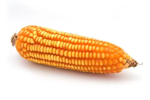 Grain corn closeup on a white background Stock Photos