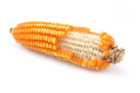Grain corn closeup on a white background Foto stock